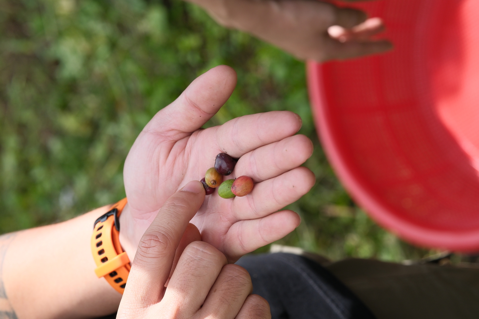 Coffee plantation